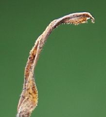 Ornithogalum comosum