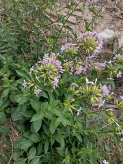 Saponaria officinalis