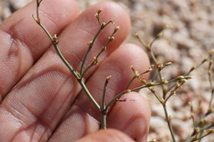 Eriogonum brachyanthum