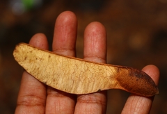 Spatholobus purpureus