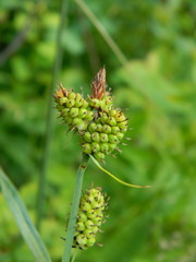 Carex raynoldsii