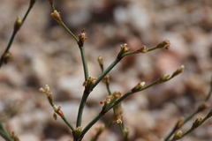 Eriogonum brachyanthum