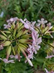 Saponaria officinalis