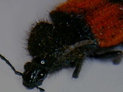 Panagaeus sallei