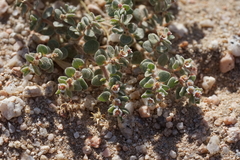 Euphorbia vallis-mortae