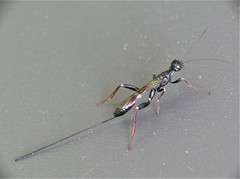 Stephanus serrator