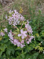 Saponaria officinalis