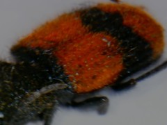 Panagaeus sallei