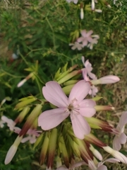 Saponaria officinalis