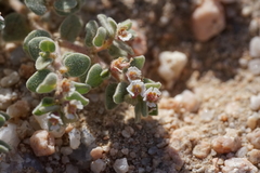 Euphorbia vallis-mortae