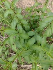 Saponaria officinalis
