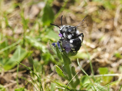 Melecta curvispina