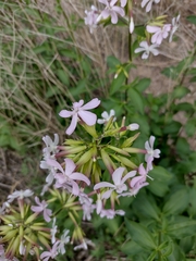 Saponaria officinalis