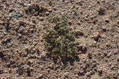 Euphorbia vallis-mortae