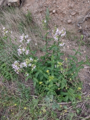 Saponaria officinalis