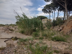 Saponaria officinalis