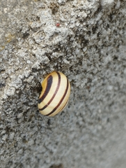 Caucasotachea vindobonensis