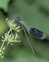 Calopteryx splendens