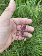 Gymnadenia borealis