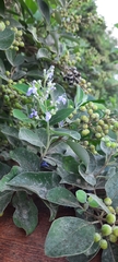 Vitex trifolia