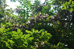 Spatholobus purpureus