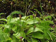 Primula austrofrigida