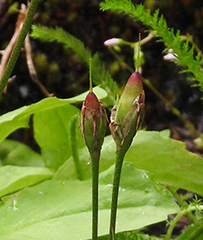 Primula austrofrigida
