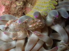 Periclimenes aegylios