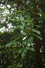 Spatholobus purpureus