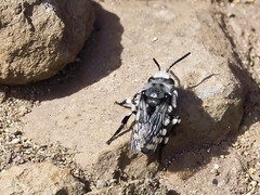 Melecta curvispina