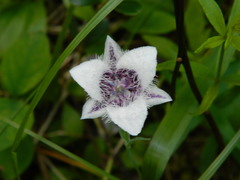 Calochortus elegans