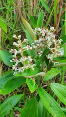 Miconia albicans