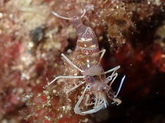 Periclimenes amethysteus