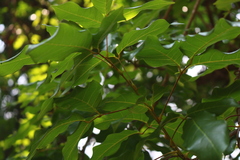 Spatholobus purpureus