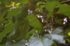 Spatholobus purpureus