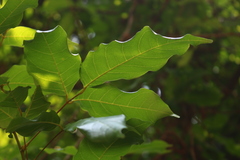 Spatholobus purpureus