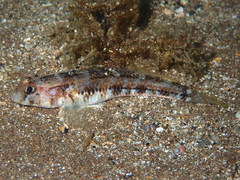Gobius roulei