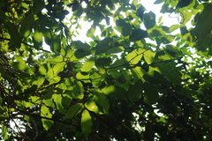 Spatholobus purpureus