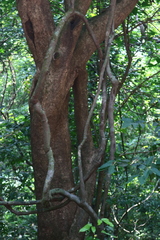 Spatholobus purpureus