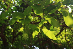 Spatholobus purpureus