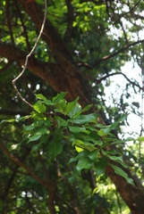 Spatholobus purpureus