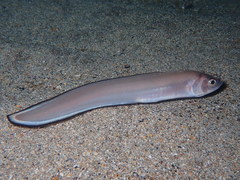 Ophidion