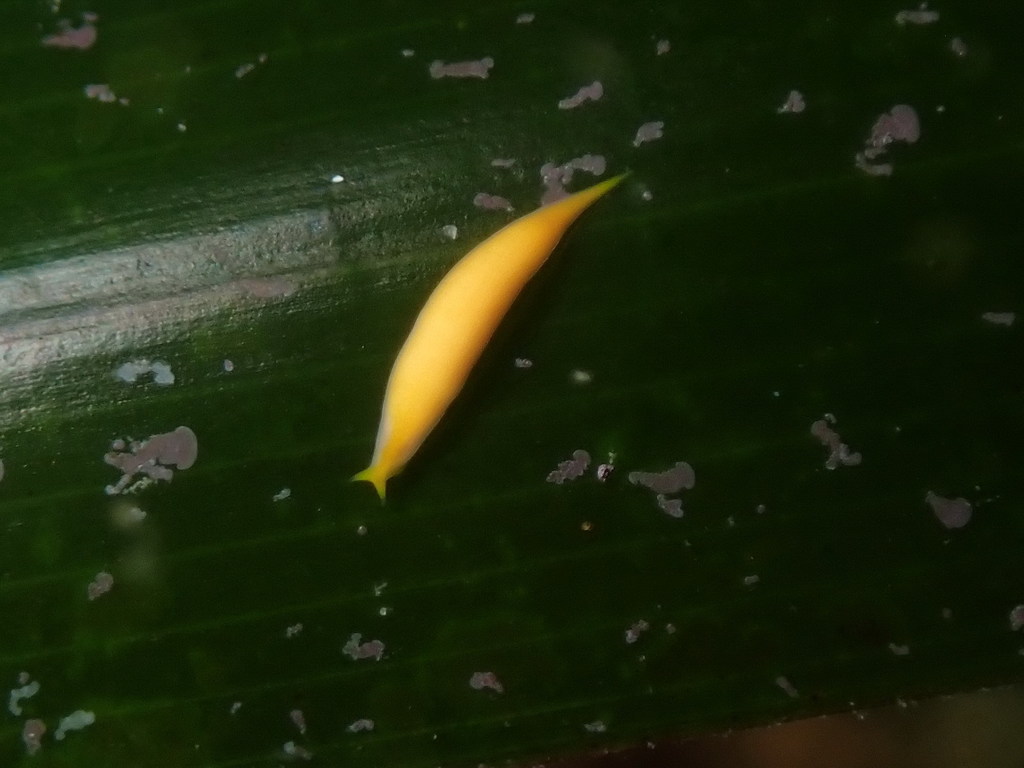 Vorticeros luteum