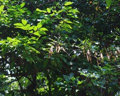 Spatholobus purpureus