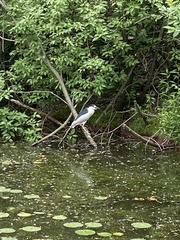 Nycticorax nycticorax