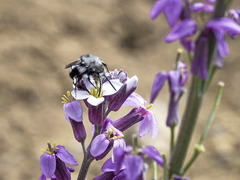 Melecta curvispina