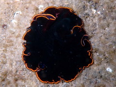 Pseudobiceros splendidus