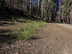 Carex fracta