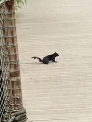 Sciurus carolinensis