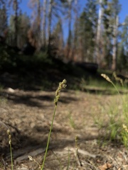 Carex fracta